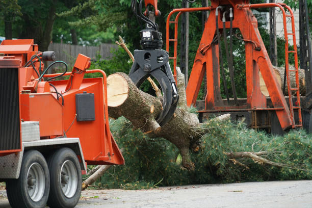 Best Emergency Tree Service  in New Castle, DE